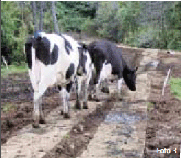 La ruta de la vaca: Analizando la superficie de patios y áreas de desplazamiento - Image 3