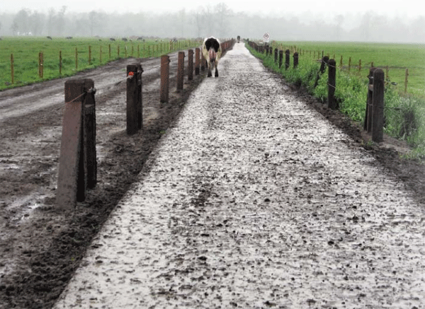 La ruta de la vaca: Analizando la superficie de patios y áreas de desplazamiento - Image 1