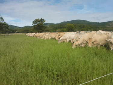 El tamaño del potrero, las cargas animales usadas y el Comportamiento Animal a pastoreo de vacas raza Carora (PARTE I) - Image 3
