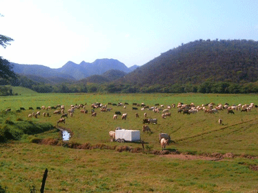 El tamaño del potrero, las cargas animales usadas y el Comportamiento Animal a pastoreo de vacas raza Carora (PARTE I) - Image 2
