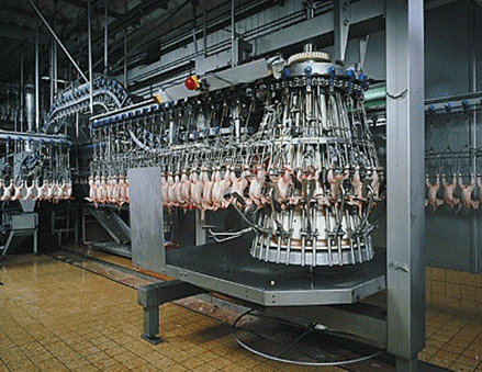 Tecnología de Sacrificio de Mataderos Brasileños que Trabajan con Exportación de Carne de Pollos - Image 4