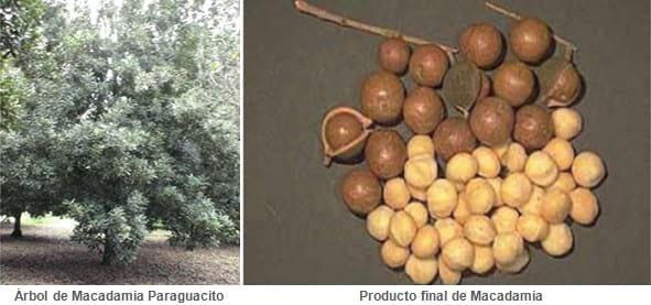 Bosques Naturales  Multipropósito, Proyectos de Factibilidad Económica - Image 3