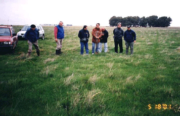 Rejuvenecimiento de las alfalfas, al 20 años de aquella experiencia - Image 16