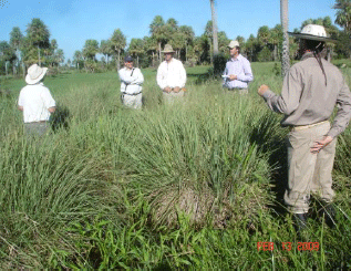 Rejuvenecimiento de las alfalfas, al 20 años de aquella experiencia - Image 43