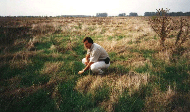 Rejuvenecimiento de las alfalfas, al 20 años de aquella experiencia - Image 7