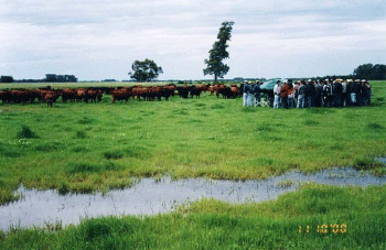 Rejuvenecimiento de las alfalfas, al 20 años de aquella experiencia - Image 10