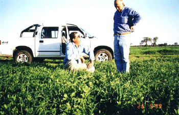 Rejuvenecimiento de las alfalfas, al 20 años de aquella experiencia - Image 41