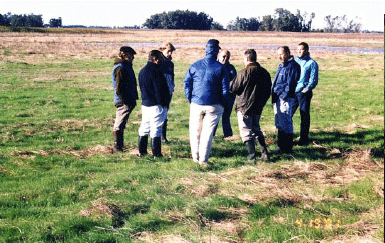Rejuvenecimiento de las alfalfas, al 20 años de aquella experiencia - Image 45