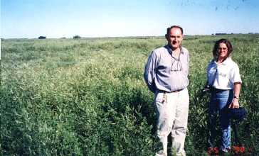 Rejuvenecimiento de las alfalfas, al 20 años de aquella experiencia - Image 42