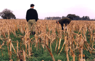 Rejuvenecimiento de las alfalfas, al 20 años de aquella experiencia - Image 24