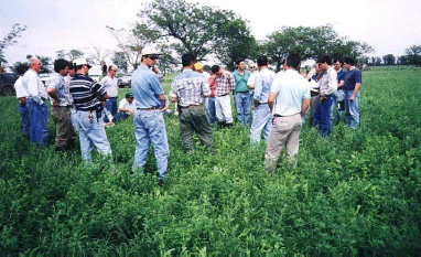 Rejuvenecimiento de las alfalfas, al 20 años de aquella experiencia - Image 49