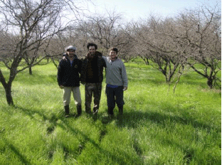 Rejuvenecimiento de las alfalfas, al 20 años de aquella experiencia - Image 29