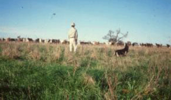 Rejuvenecimiento de las alfalfas, al 20 años de aquella experiencia - Image 3