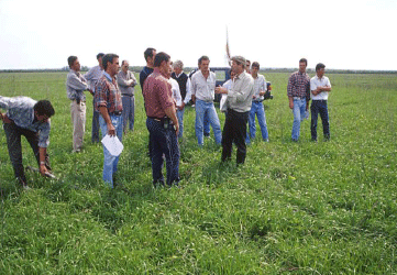 Rejuvenecimiento de las alfalfas, al 20 años de aquella experiencia - Image 31