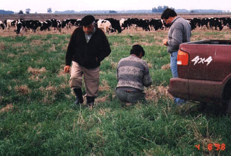Rejuvenecimiento de las alfalfas, al 20 años de aquella experiencia - Image 8