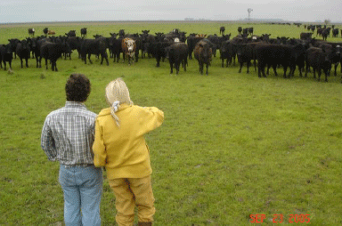 Rejuvenecimiento de las alfalfas, al 20 años de aquella experiencia - Image 47
