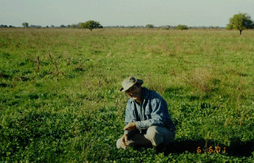 Rejuvenecimiento de las alfalfas, al 20 años de aquella experiencia - Image 12