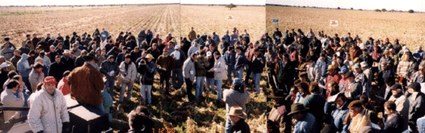 Rejuvenecimiento de las alfalfas, al 20 años de aquella experiencia - Image 38
