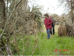 Rejuvenecimiento de las alfalfas, al 20 años de aquella experiencia - Image 26