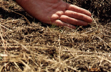 Rejuvenecimiento de las alfalfas, al 20 años de aquella experiencia - Image 13