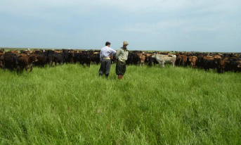 Rejuvenecimiento de las alfalfas, al 20 años de aquella experiencia - Image 23
