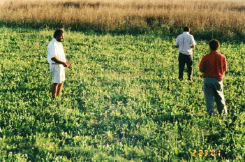 Rejuvenecimiento de las alfalfas, al 20 años de aquella experiencia - Image 19