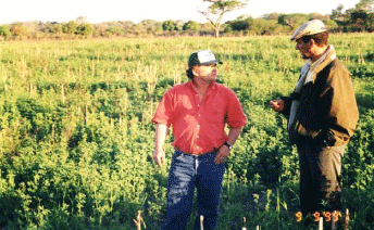 Rejuvenecimiento de las alfalfas, al 20 años de aquella experiencia - Image 21