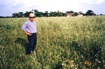 Rejuvenecimiento de las alfalfas, al 20 años de aquella experiencia - Image 18