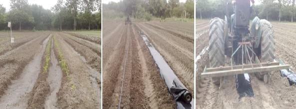 Comparación de diferentes modelos de aplicación de tecnologías en la producción de pimiento seco para pimentón (Capsicum annuum L.) en el área de riego de Santiago del Estero, Argentina - Image 9