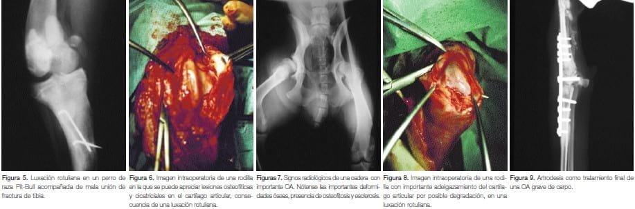 Tratamiento de la osteoartrosis en pequeños animales - Image 3