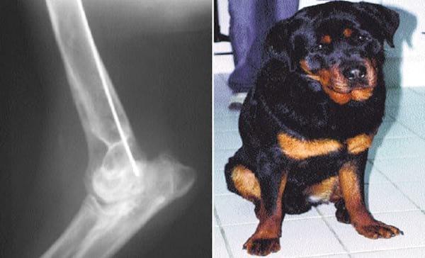 Tratamiento de la osteoartrosis en pequeños animales - Image 2