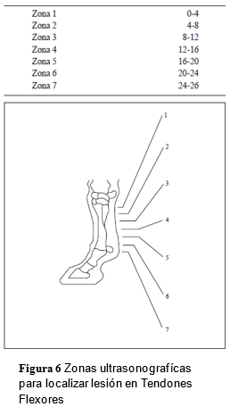 Tendinopatías del tendón flexor digital superficial: diagnóstico y tratamientos - Image 6