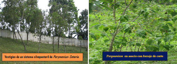 El Taxiscobo (Perymenium grande), un árbol nativo de usos múltiples adaptado a climas templados. - Image 5