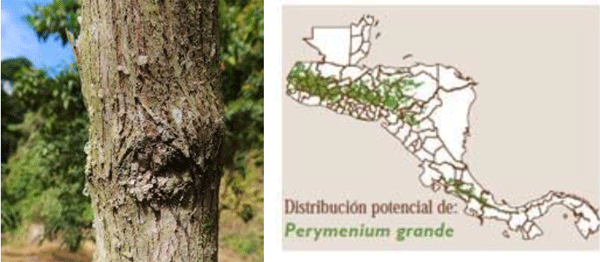 El Taxiscobo (Perymenium grande), un árbol nativo de usos múltiples adaptado a climas templados. - Image 2