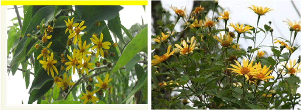 El Taxiscobo (Perymenium grande), un árbol nativo de usos múltiples adaptado a climas templados. - Image 1