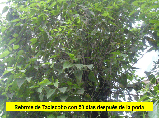 El Taxiscobo (Perymenium grande), un árbol nativo de usos múltiples adaptado a climas templados. - Image 3