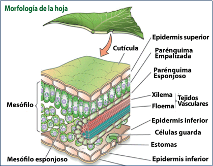 La absorción de nutrientes en fertilización foliar - Image 1