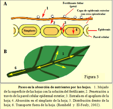 La absorción de nutrientes en fertilización foliar - Image 3