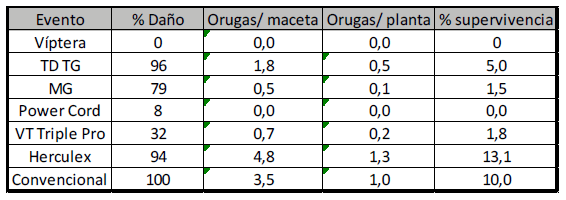 Evaluación del daño de oruga militar (Spodoptera frugiperda) en diferentes híbridos comerciales de maíz transgénicos. - Image 4