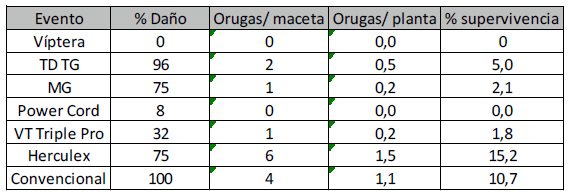 Evaluación del daño de oruga militar (Spodoptera frugiperda) en diferentes híbridos comerciales de maíz transgénicos. - Image 3
