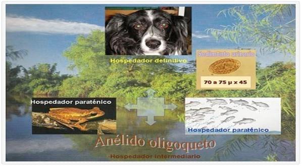 Asociación entre infecciones naturalmente adquiridas de Dirofilaria immitis y Dioctophyma renale en perros de la Zona Norte del Gran Buenos Aires - Image 4