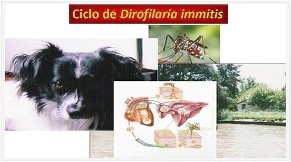 Asociación entre infecciones naturalmente adquiridas de Dirofilaria immitis y Dioctophyma renale en perros de la Zona Norte del Gran Buenos Aires - Image 2