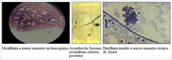 Asociación entre infecciones naturalmente adquiridas de Dirofilaria immitis y Dioctophyma renale en perros de la Zona Norte del Gran Buenos Aires - Image 3
