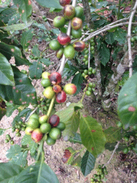 El efecto de la canícula (sequía 2014) en el grano de café - Image 2