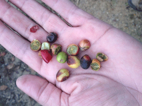 El efecto de la canícula (sequía 2014) en el grano de café - Image 4