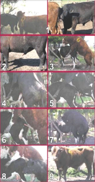 Evaluación de la aptitud reproductiva potencial y funcional del toro. Capacidad de servicio. - Image 33