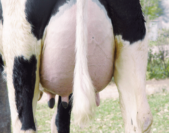 Mastitis y desempeño reproductivo en vacas - Image 1