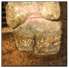 Tipos de suelos en las instalaciones de vacuno lechero - Image 2