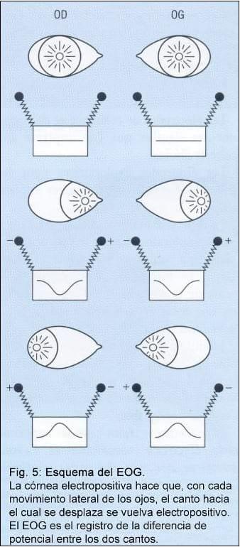 Electrofisiología Ocular. - Image 5