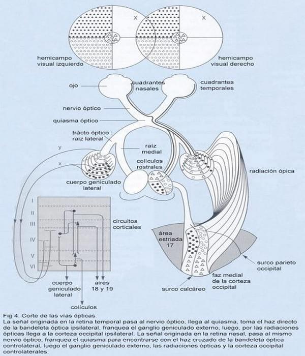 Electrofisiología Ocular. - Image 4